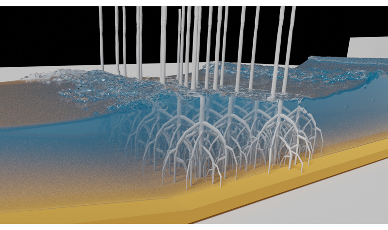 Computational fluid dynamics models of mangrove wave attenuation